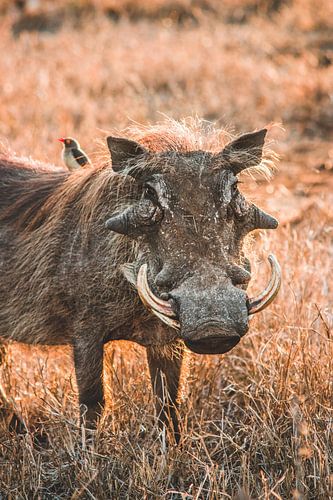 Wrattenzwijn in het Kruger Nationaal Park in Zuid-Afrika