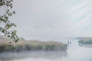 Kalmthoutse heide