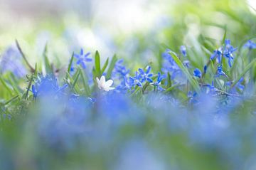 Frühlingsblumen (Schneeglöckchen und Buschwindröschen) von Birgitte Bergman