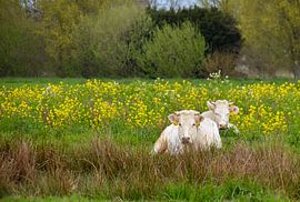 Koeien tussen het koolzaad von Brigitte Alphenaar