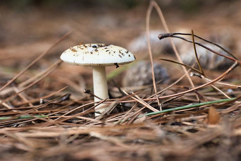 Pilz von VenPhoto