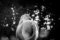 Witte Spaanse hengst