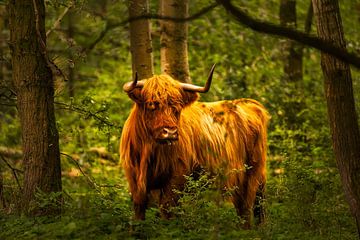 Schotse hooglander van JvdLphoto