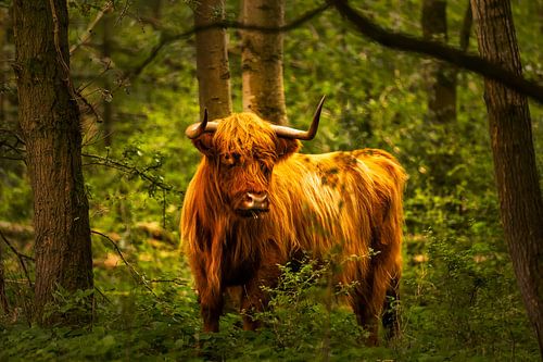 Scottish Highlander