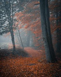 Mystical atmosphere in the forest by Arnold Maisner