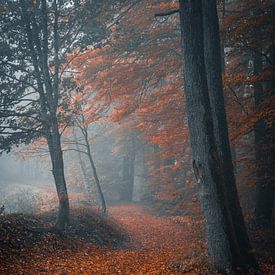 Mystical atmosphere in the forest by Arnold Maisner