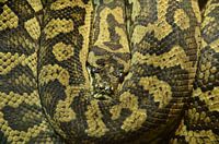 Rolled-up snake