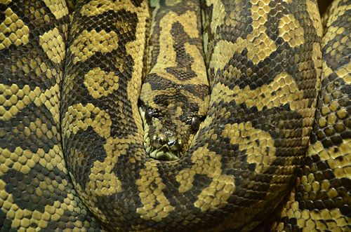 Rolled-up snake