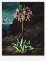 De Amerikaanse sleutelbloem uit The Temple of Flora (1807) van Robert John Thornton.