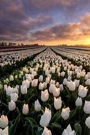 Spot the red by Dirk Jan Piersma