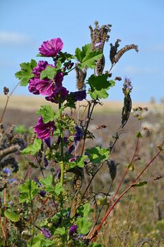 Purple Flower