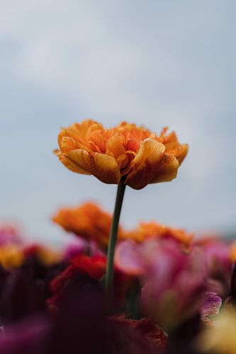 Tulpen