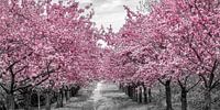 Cherry Blossom Avenue van Melanie Viola thumbnail
