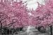 Kirschblütenallee von Melanie Viola