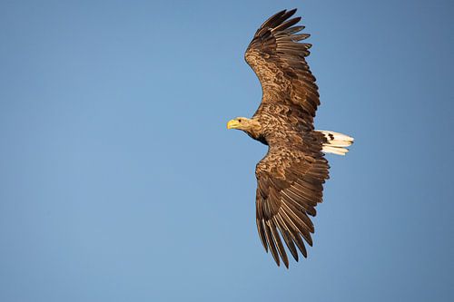 Weißkopfseeadler, Haliaeetus albicilla