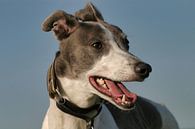 Greyhound van Patrick vdf. van der Heijden thumbnail
