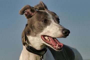 Greyhound by Patrick vdf. van der Heijden