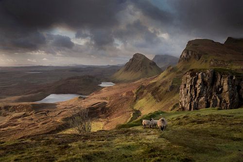 Mitesser-Schaf Schottland