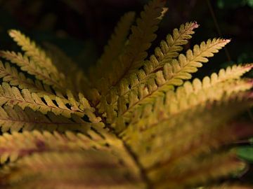 Close up of a yellow discolored fern leaf by Timon Schneider
