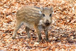Porcinet sur la Veluwe sur Dennis van de Water