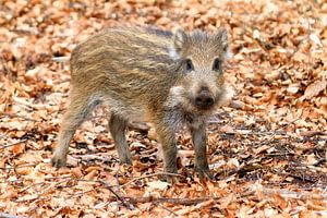Ferkel auf der Veluwe