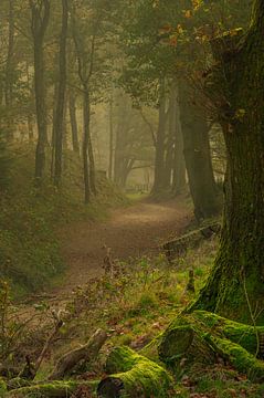 Avenue forestière aux couleurs d'automne avec une touche de brume