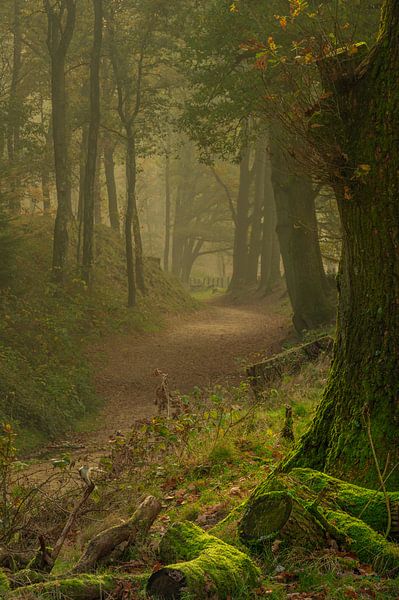 Avenue forestière aux couleurs d'automne avec une touche de brume par Michel Knikker