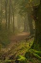 Avenue forestière aux couleurs d'automne avec une touche de brume par Michel Knikker Aperçu