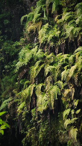 Jungle verte à Madère sur Chris Snoek