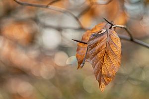 Feuille de hêtre en hiver