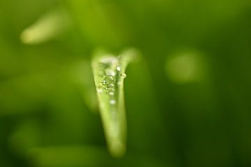 Grünes Gras nach einem Sommerregenschauer von Netty Kempkes