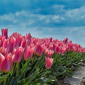 Tulipfield von Fred Knip