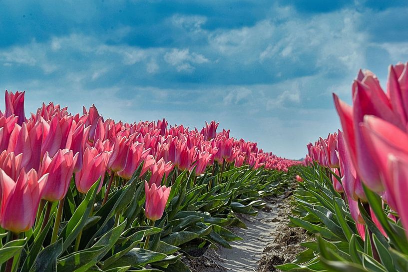 Tulipfield von Fred Knip