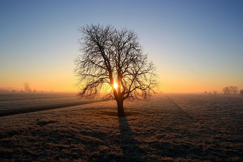 De eenzame boom von Stephan Neven