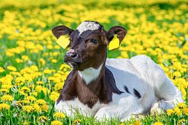 Portrait of Newborn calf lying in flower meadow with yellow dandelions by Ben Schonewille