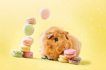 Cavia Macarons van Marloes van Antwerpen