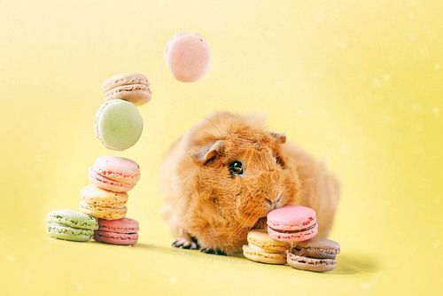 Guinea pig Macaroons
