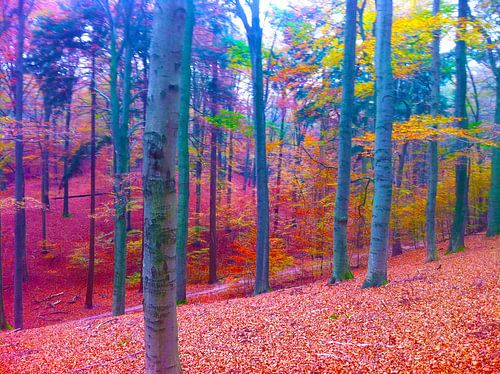 Wald Ich liebe diesen Ort