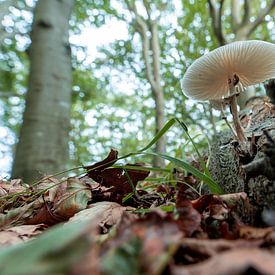 Een macrofoto van een paddenstoel van onderen van Roosmarijn Jongstra