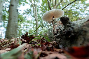 Een macrofoto van een paddenstoel van onderen van Roosmarijn Jongstra