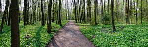 forêt printanière