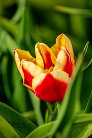 Rood en gele tulp.