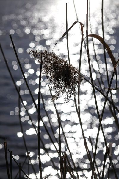 Reed by Thomas Jäger