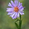 Aster met dauwdruppels van Ron Westbroek