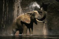 Eine Elefanten-Dusche von Arjen Roos Miniaturansicht