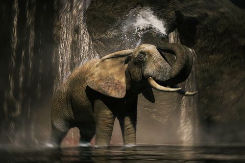 An elephant shower