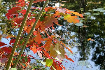 Autumn leaves by Tatjana Korneeva