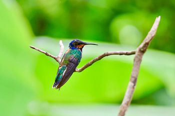 Kolibri in seinem natürlichen Lebensraum in Trinidad und Tobago