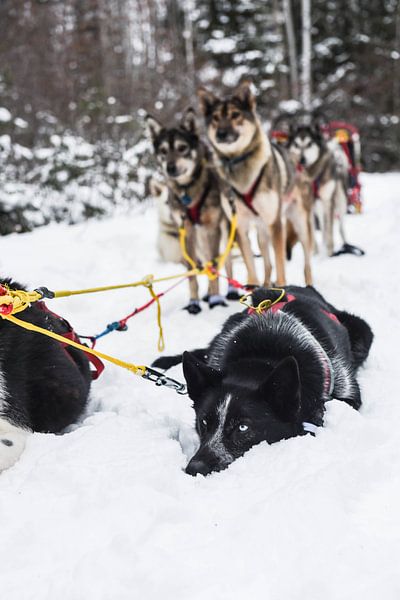 Mushing Dogs by Sara Vasseghi