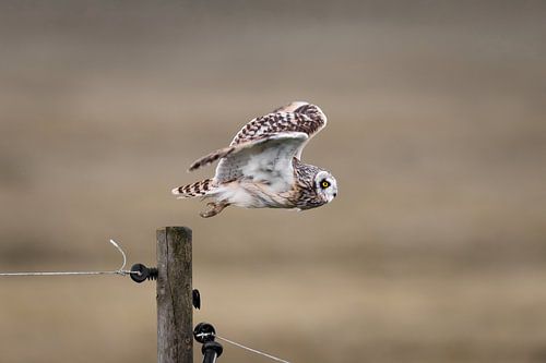 Short-eared owl jumps from a pole in the field.